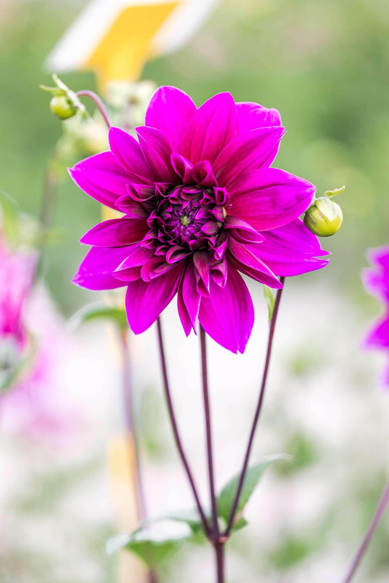 Dahlia 'Thomas A. Edison'